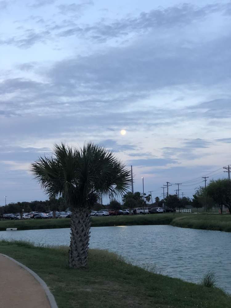Palm trees near mila doce texas at dusk